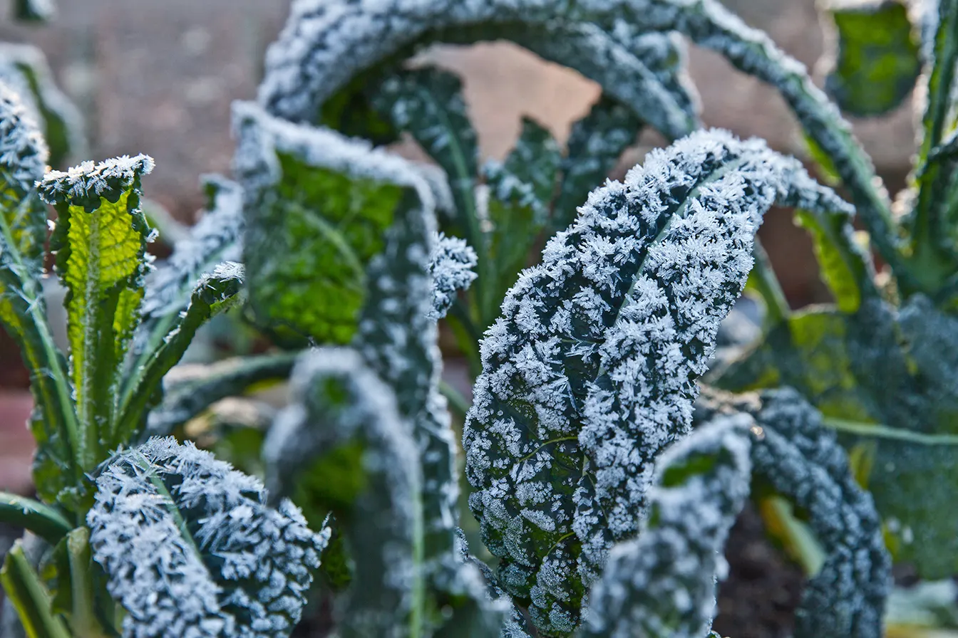 20 Cold-Weather Crops for Zone 9 Gardens
