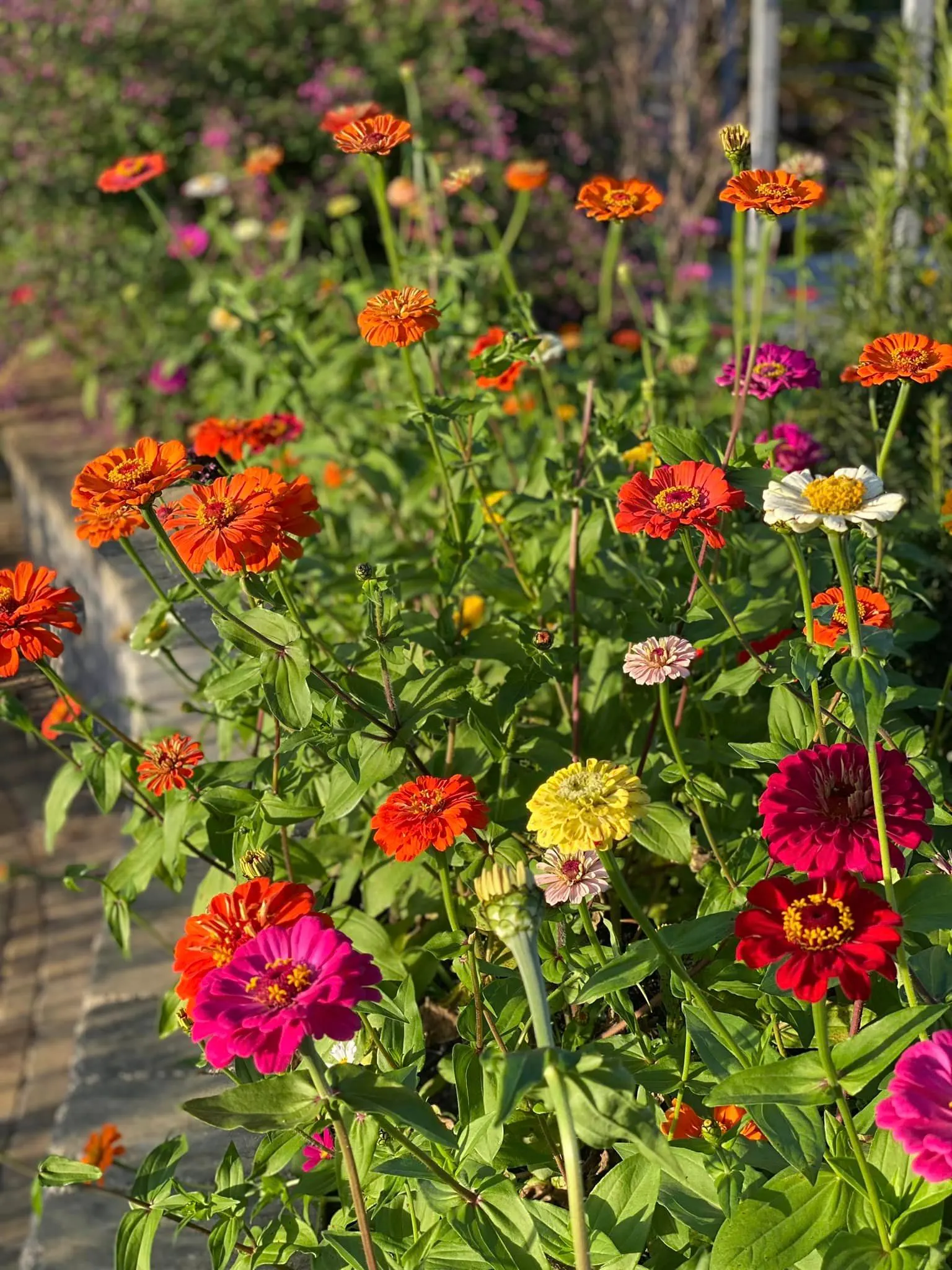 Nancys Garden Blog Home Page