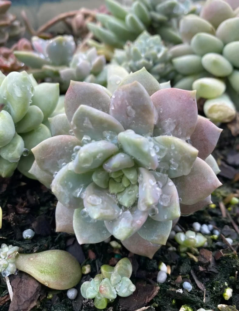 Nancys Garden Blog Succulents